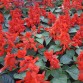 Salvia Splendens "Mojave Red" - во саксија Ø10